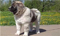马士提夫犬和高加索哪个大