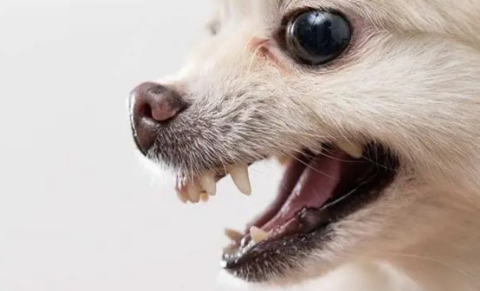 圣伯纳犬牙齿清洁，方法很重要！