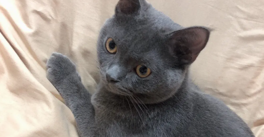 英短蓝猫夏天怎么度过 剃毛小心降温不成反中暑
