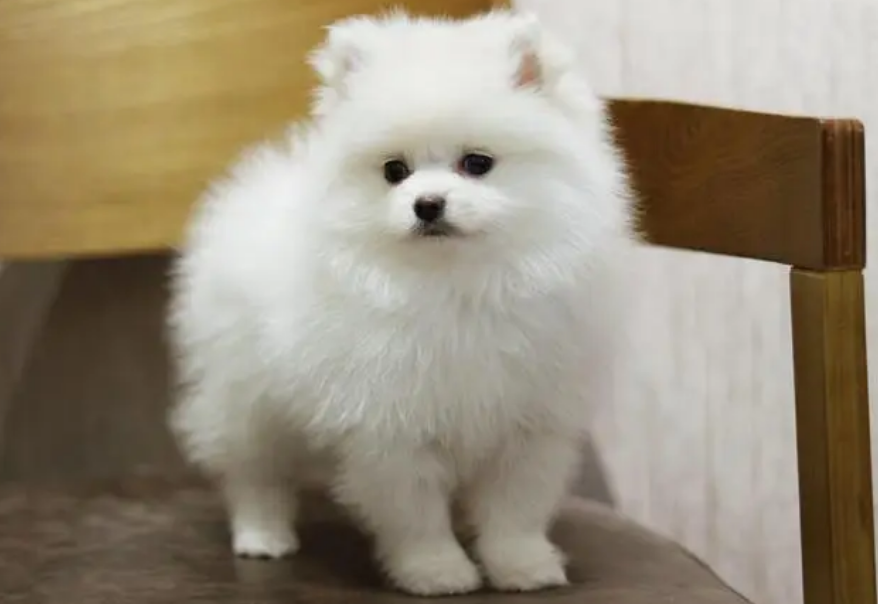 博美多久认主人