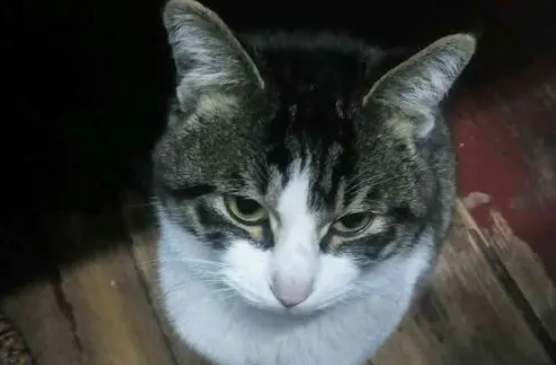 土猫怎么喂养比较好？可以这样做