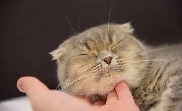为什么挠猫咪下巴它会闭眼呢