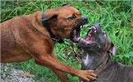 加纳利犬和比特犬谁厉害