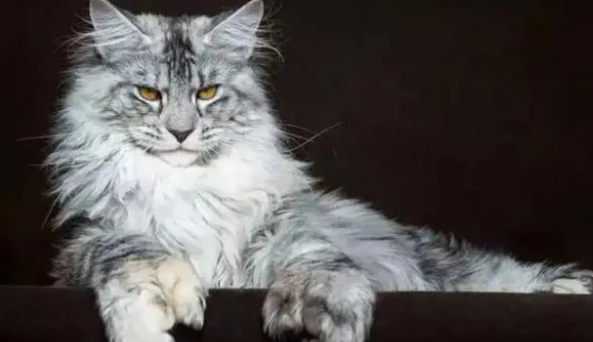 什么品种的猫最贵 什么品种的猫最贵