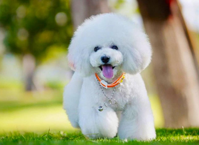 新手适合养什么狗小型犬好 新手适合养什么狗小型犬好