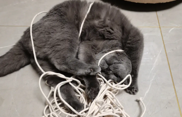 猫被绳子勒着了怎么办