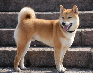 今日解答：冬天土狗会冻死吗？