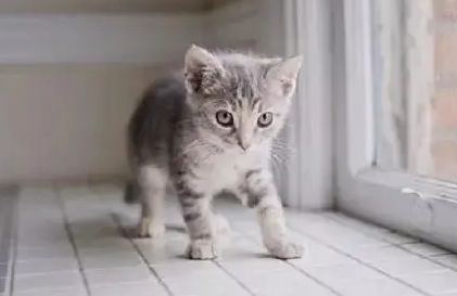 猫咪为什么会走路会很快呢