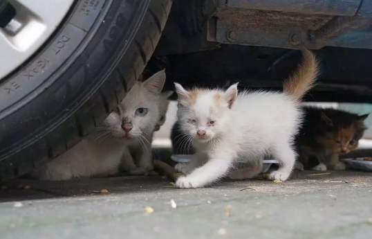 绝育放归的流浪猫都死了 绝育放归的流浪猫都死了