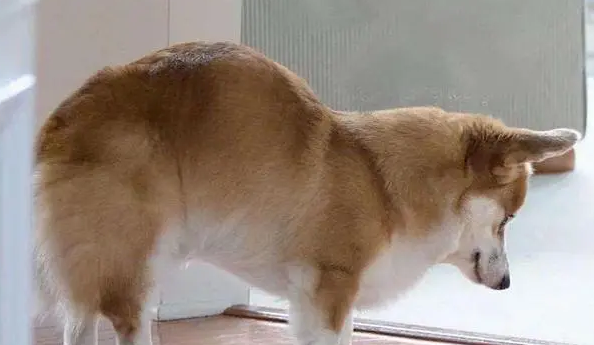 狗狗缩脖子弓背脖子僵硬