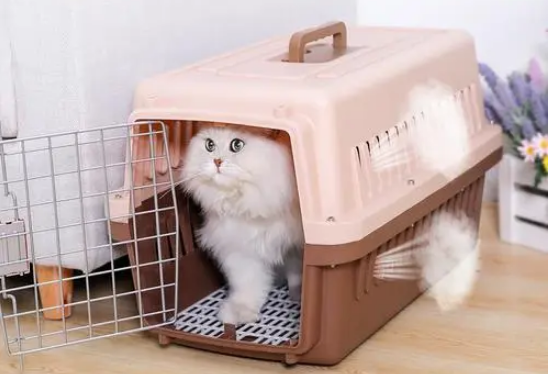 带猫上飞机要什么手续 带猫上飞机要什么手续