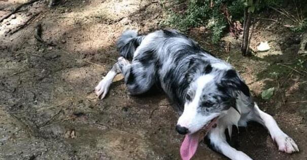 狗狗尿道口有脓性分泌物吃什么药