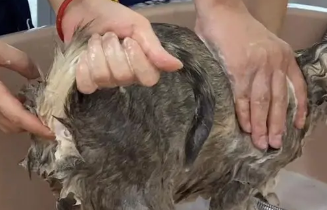 猫咪需不需要挤肛门腺