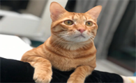 土猫怎么养肥,感兴趣的看看~
