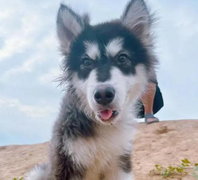 阿拉斯加犬尤其爱咬东西怎样教育? 阿拉斯加犬尤其爱咬东西怎样教育?