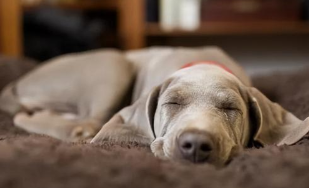 狗狗正常老死症状