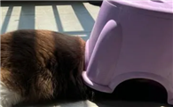 猫咪咬椅子的原因是