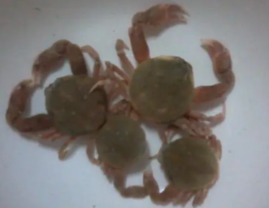 豆豆蟹寿命多长