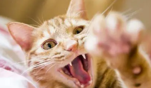 猫爪子上有狂犬病的几率