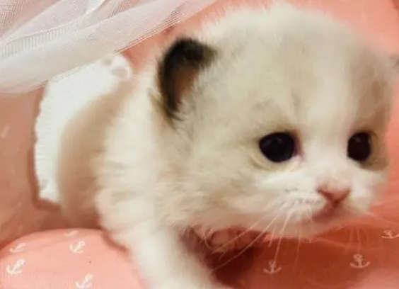 小奶猫在睡觉说明吃饱了吗?来看看吧 小奶猫在睡觉说明吃饱了吗?来看看吧