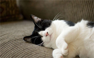 猫咪为什么不爱你的表现呢
