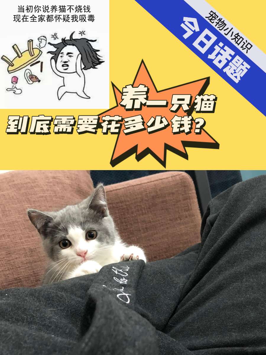 讨论:养一只猫到底需要花费多少钱? 讨论:养一只猫到底需要花费多少钱?