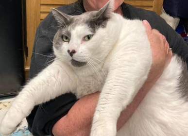 有史以来最大的猫，体重近20公斤，有特殊的饮食和锻炼计划