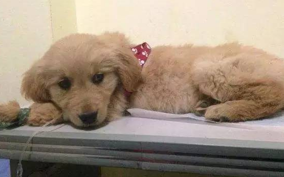 土狗翻肠子一般在几个月