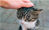 猫咪的道歉方式