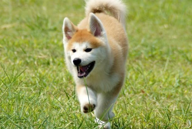 秋田犬容易跟别人走吗