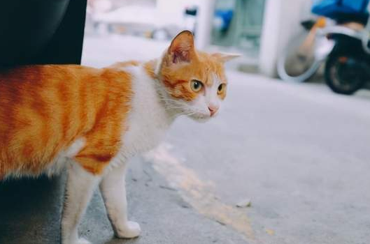 我的猫丢了怎么才能找到 我的猫丢了怎么才能找到