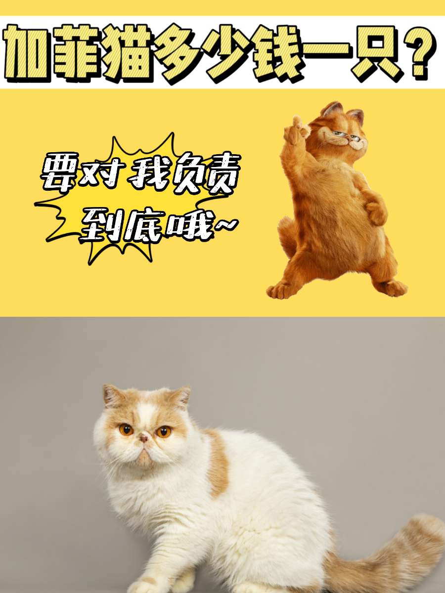 加菲猫多少钱一只？铲屎官一定要好好对待它