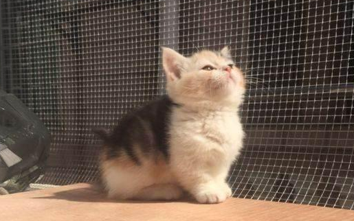 矮脚猫为什么不建议买