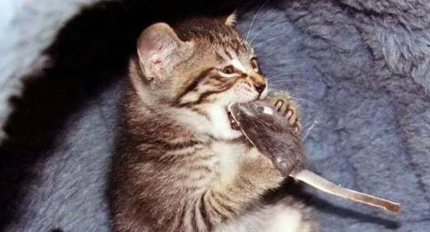 猫咪为什么先玩猎物再杀呢