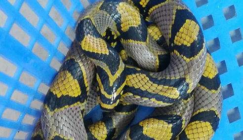 背上有菱形方块的蛇