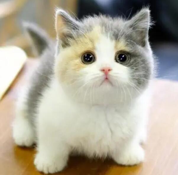 矮脚猫价格一览表2022 矮脚猫价格一览表2022