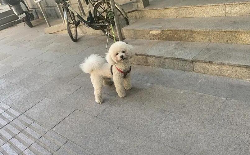 狗狗带财的表现 狗狗带财的表现