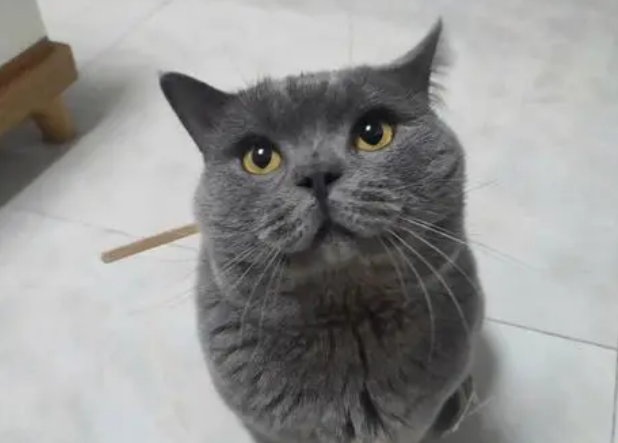 蓝猫吐了是什么原因引起的?来看看吧 蓝猫吐了是什么原因引起的?来看看吧