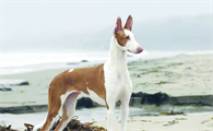 伊比赞猎犬怎么美容呢？方法如下