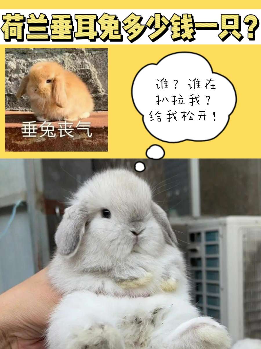荷兰垂耳兔多少钱一只？你家养的哪种垂耳兔