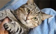 猫看见鬼有几种表现