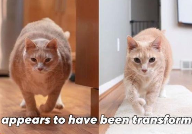 超胖猫猫进行健康训练,从30斤减到了16斤 超胖猫猫进行健康训练,从30斤减到了16斤