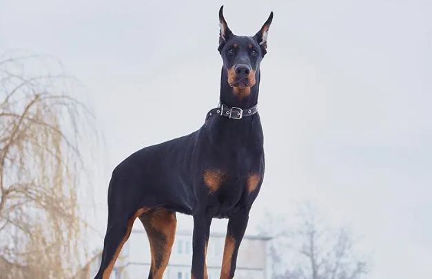 北京博文杜宾犬舍