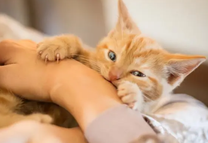 猫咪喜欢抱着手咬并且蹬