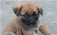 土狗幼犬多大可以洗澡？这些你需要了解。