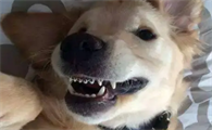 狗狗牙齿为什么越磨越圆
