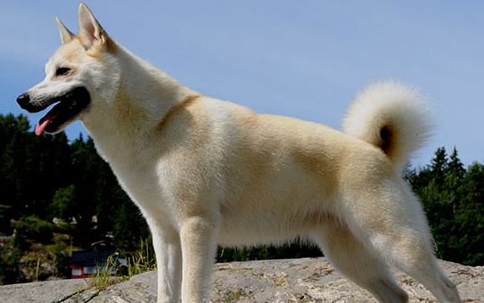挪威布哈德犬怎么训练？感兴趣的来看看吧