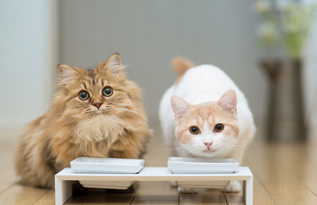 猫咪发出夹子音什么意思 猫咪发出夹子音什么意思