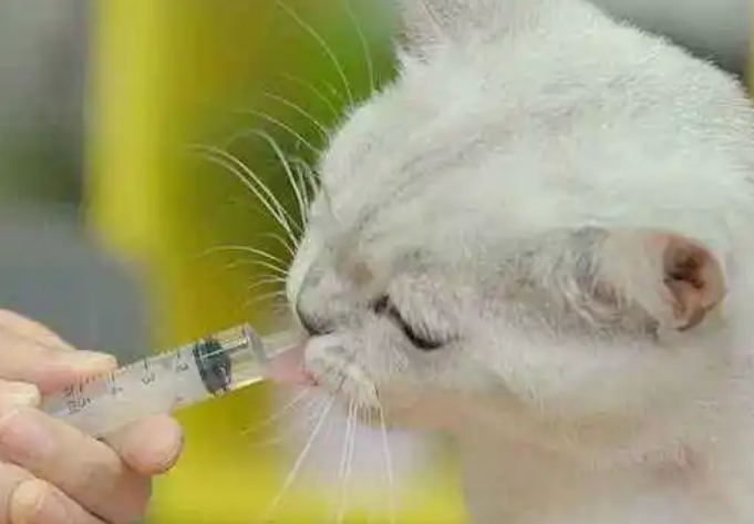 猫咪咳嗽打喷嚏吃什么药好