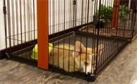 幼犬狗笼子怎么布置